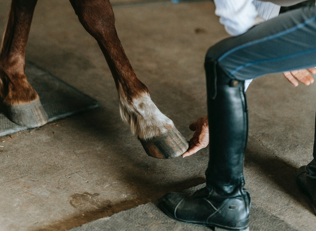 Maintaining Optimal Hoof Health: Tips for Sport Horse Owners