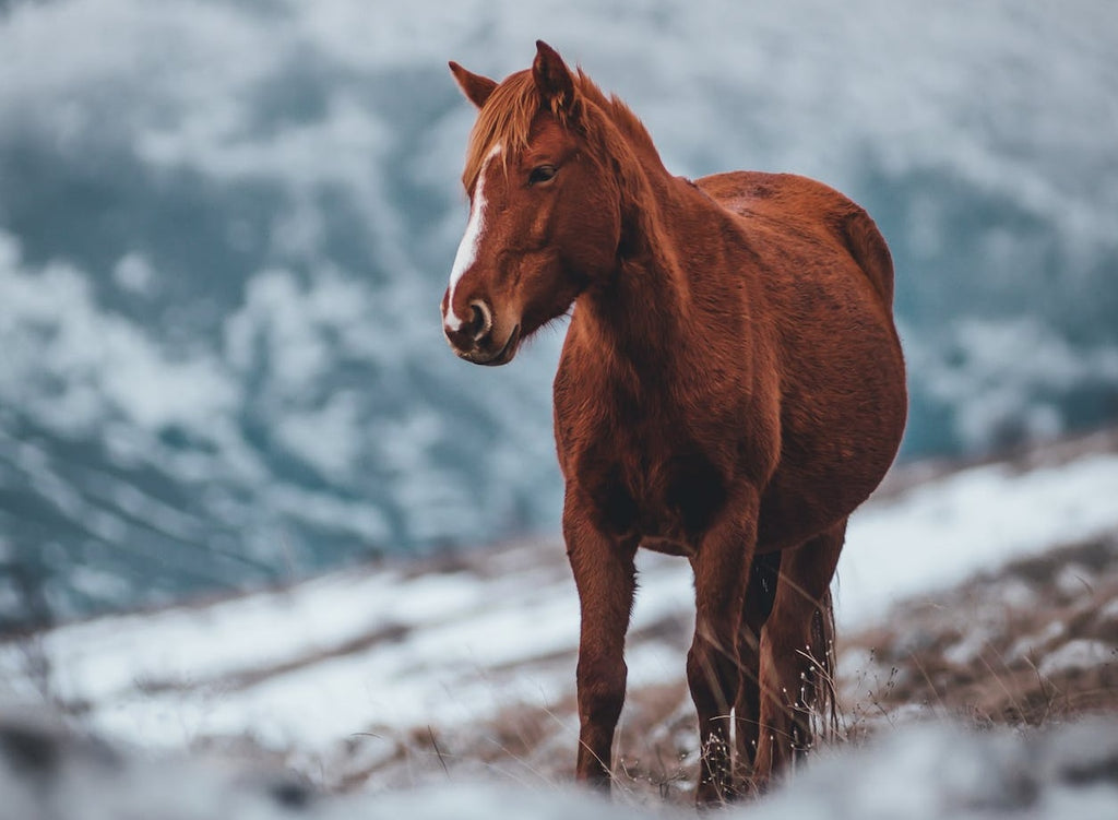 Top 10 Winter Care Tips for Sport Horses: Keeping Your Equine Athletes Healthy and Happy