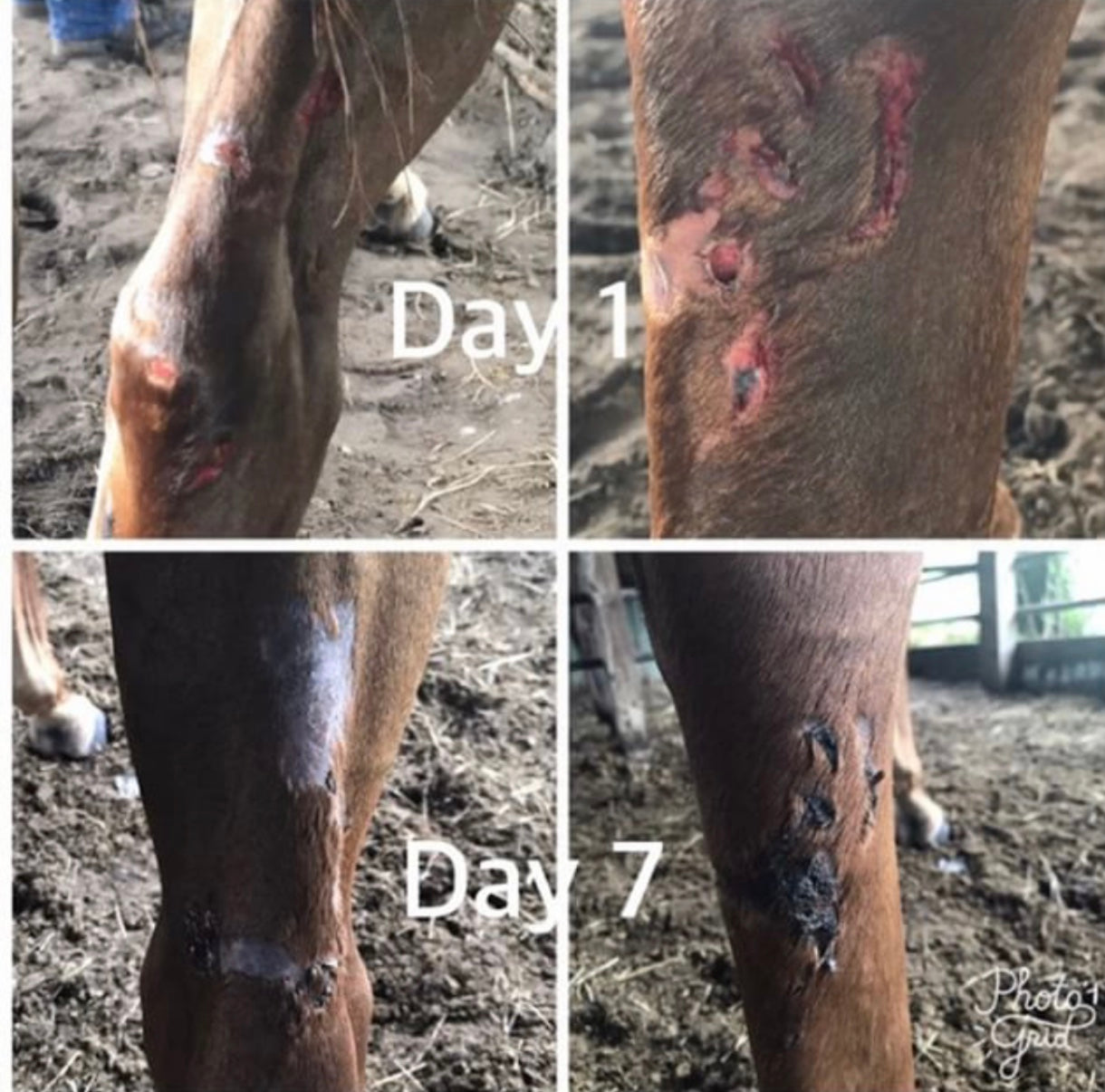 Fungus and Wound Spray 6oz