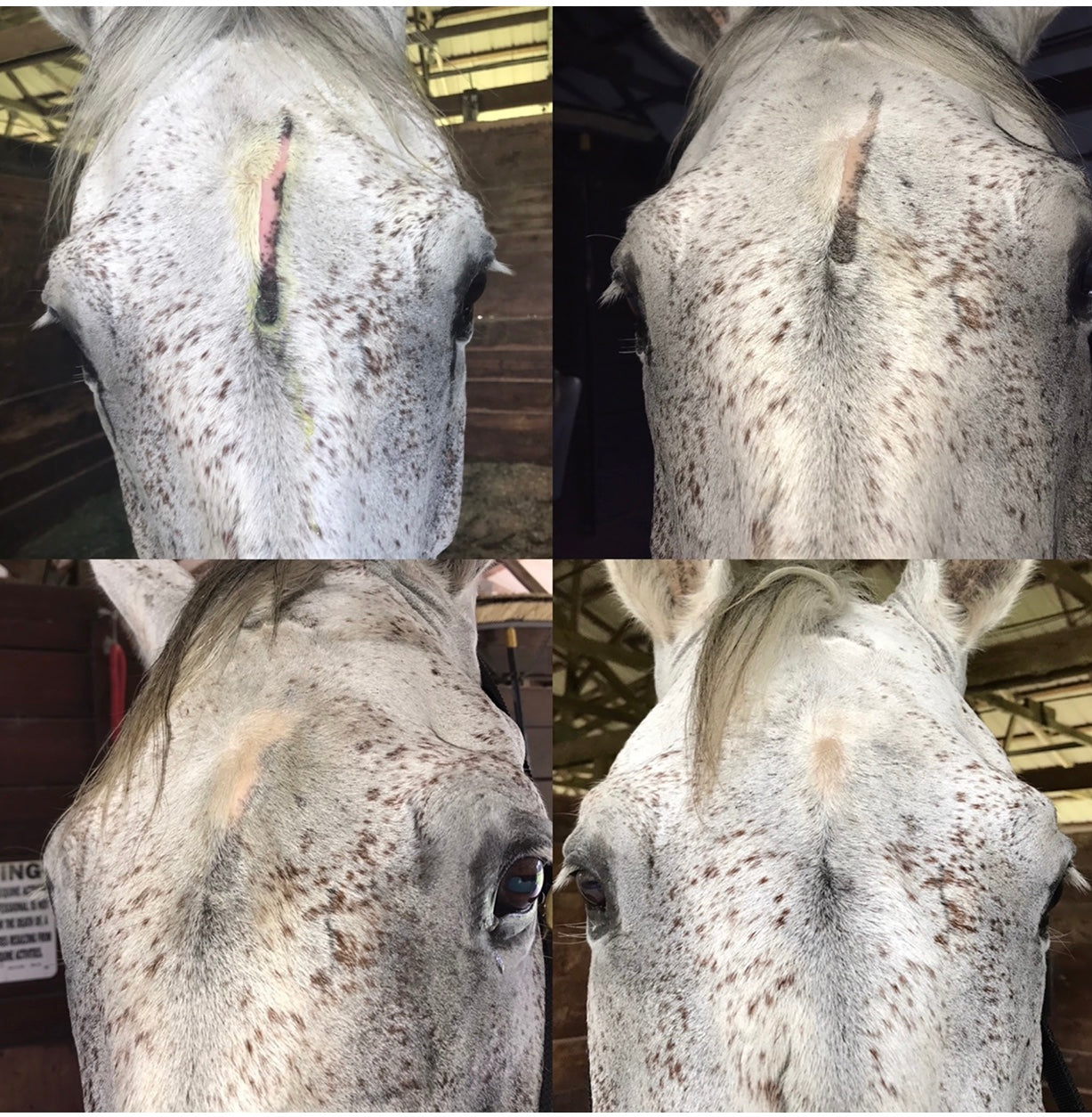 Fungus and Wound Spray 6oz