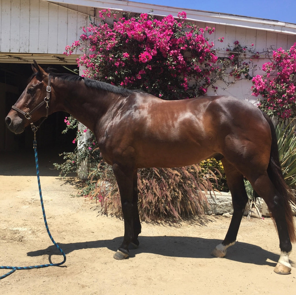 Coat Shine Spray All Natural Made from Essential Oils Sport Horse